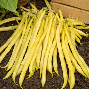 Collection de 3 haricots assortis - Collection d'Haricots - Haricots