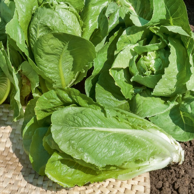 Laitue romaine Blonde maraîchère - Willemse