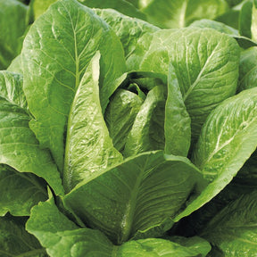 Laitue romaine Blonde maraîchère - Lactuca sativa blonde maraîchère - Willemse