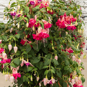 Fuchsia Bella Rosella - 3 Fuchsias à fleurs géantes Bella Rosella - Fuchsia