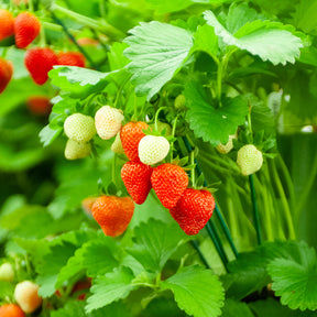 Fraisiers - 20 Fraisiers Maxim - Fragaria maxim