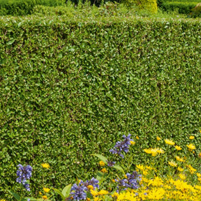 Ligustrum ovalifolium - Haie de Troènes verts - Troènes