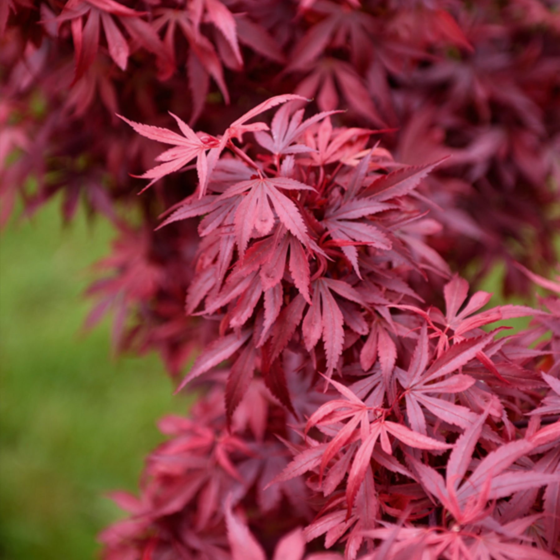 Érable du Japon 'Shaina' - Arbustes fleuris