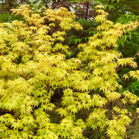 Erable du Japon - Erable du Japon Katsura - Acer palmatum katsura