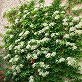 Hortensia grimpant - Willemse