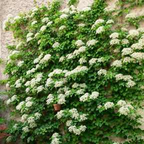 Hortensia grimpant - Willemse