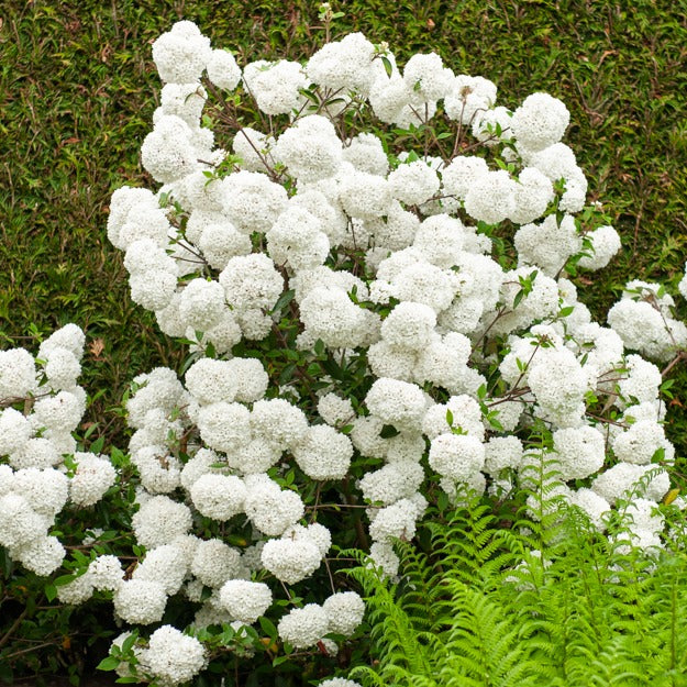 Viorne Boule de neige sur tige - Viburnum eskimo - Plantes