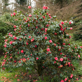 Camélia du Japon à fleurs doubles rose - Camellia Mathotiana rosea - Willemse