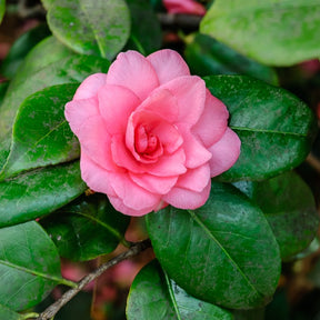Vente Camélia du Japon à fleurs doubles rose - Camellia Mathotiana rosea