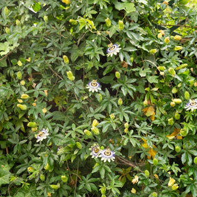 Vente Passiflore bleue - Passiflora caerulea