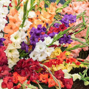 Collections de bulbes - Pack de 312 bulbes - Anemone, Brodiae, Gladiolus, Sparaxis, Freesia, Acidanthera