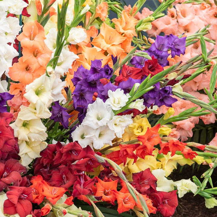 Collections de bulbes - Pack de 312 bulbes - Anemone, Brodiae, Gladiolus, Sparaxis, Freesia, Acidanthera