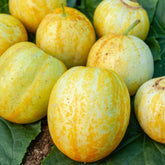 Concombre rond Lemon - Willemse