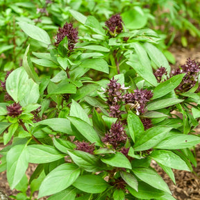 Basilic Thai Siam Queen - Ocimum basilicum siam queen - Willemse