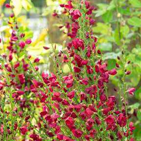 Genêts - Genêt rouge - Cytisus praecox Boskoop Ruby