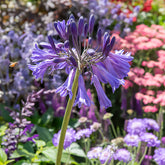 Agapanthe praecox Black Pantha - Willemse