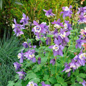 3 Ancolies Blue Star - Willemse