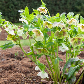 Helleborus orientalis white lady spotted - Hellébore d'Orient White Lady Spotted - Hellébores