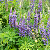 Lupin Gallery Blue - Willemse
