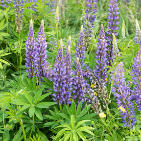 Lupin Gallery Blue - Willemse