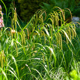 Laîche pendante - Carex - Willemse