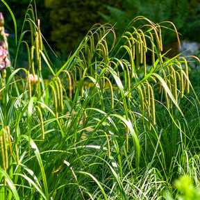 Laîche pendante - Carex - Willemse