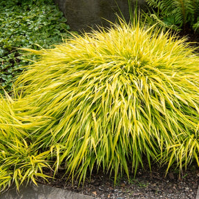 Herbe du Japon All Gold - Willemse
