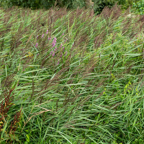 Plantes de berges - Roseau commun - Phragmites australis