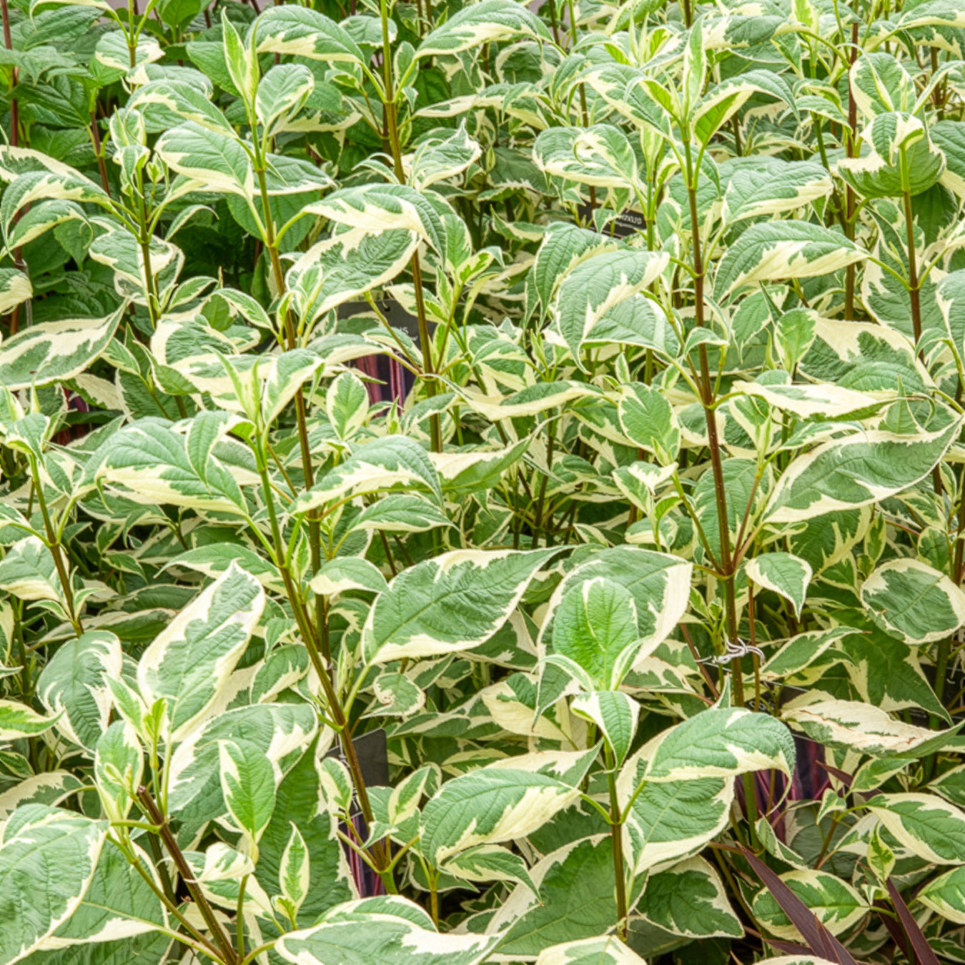 Cornus alba elegantissima - Cornouiller blanc Elegantissima - Cornouillers