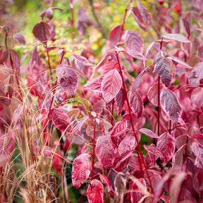 Cornouiller blanc Elegantissima - Cornus alba elegantissima - Willemse