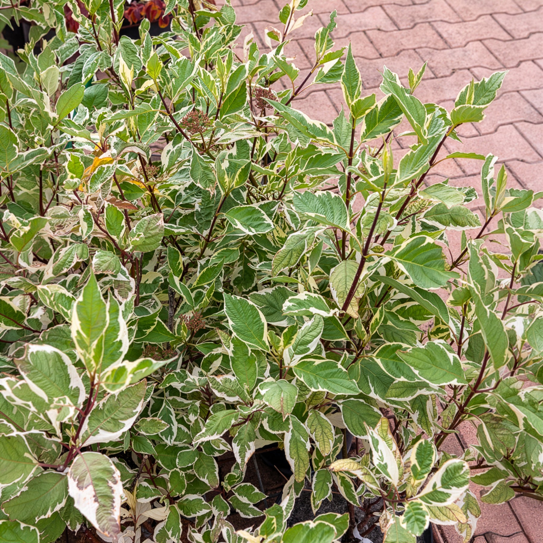 Vente Cornouiller blanc Elegantissima - Cornus alba elegantissima