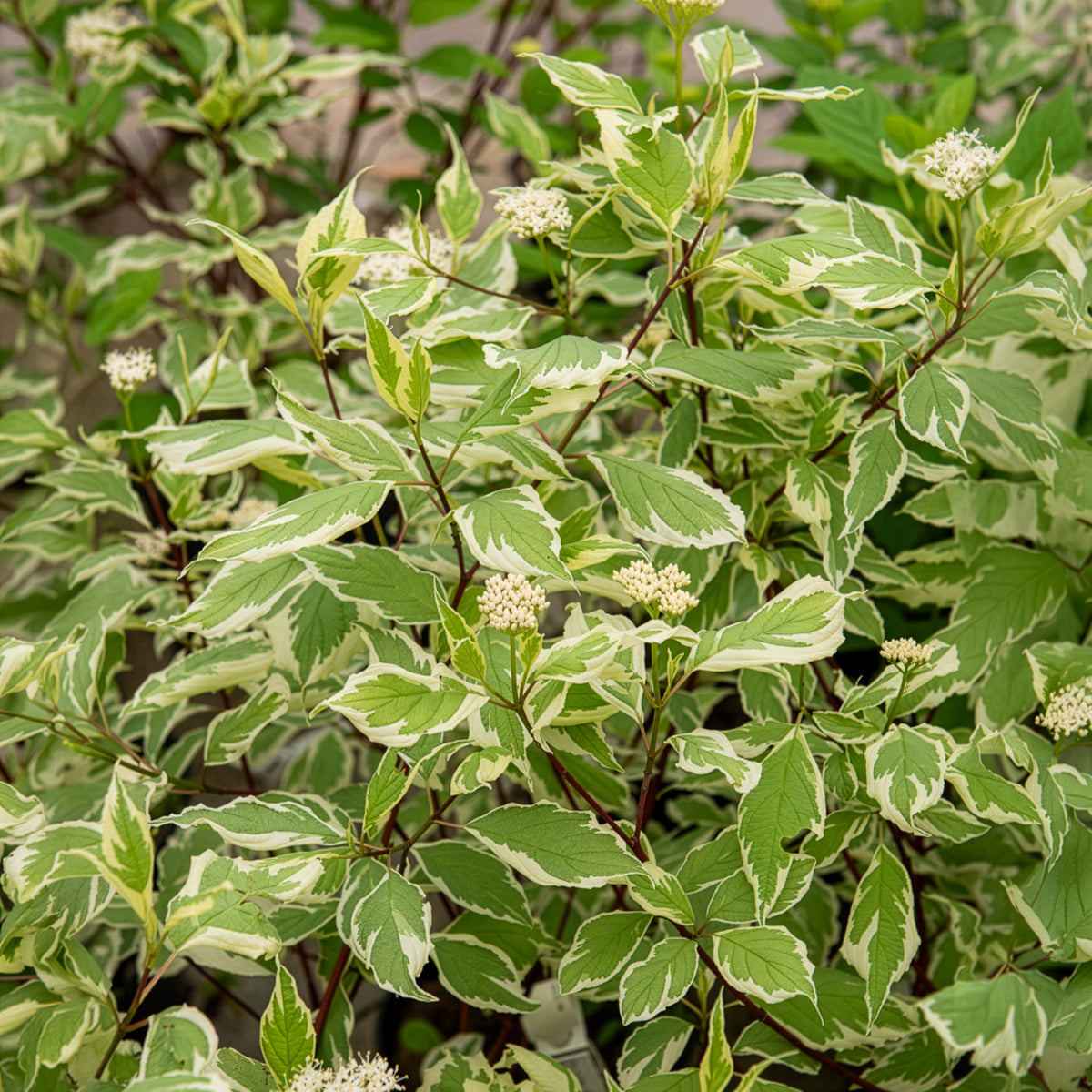 Cornouiller blanc Elegantissima - Willemse