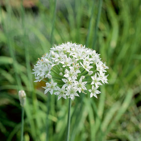 Allium tuberosum - Ciboule de Chine  - Ciboulette Ail Bio - Graines d'aromatiques