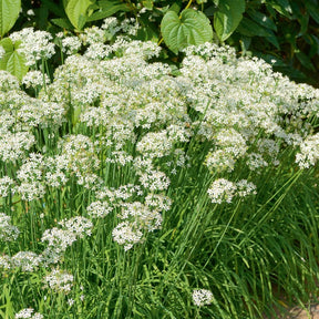 Graines d'aromatiques - Ciboule de Chine  - Ciboulette Ail Bio - Allium tuberosum