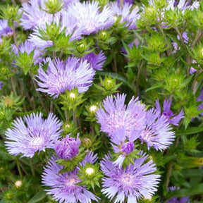 Bleuet d'Amérique Mels Blue - Willemse