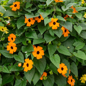 Suzanne aux yeux noirs orange - Thunbergia alata Sunny Susy® - Willemse