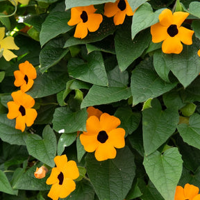 Thunbergia alata Sunny Susy® - Suzanne aux yeux noirs orange - Grimpantes à fleurs