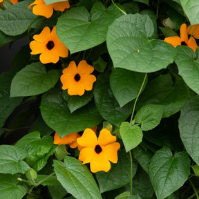 Vente Suzanne aux yeux noirs orange - Thunbergia alata Sunny Susy®