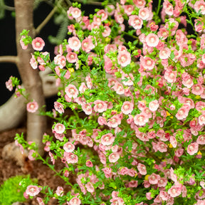 Anisodontea capensis - Mauve du Cap - Arbustes à fleurs