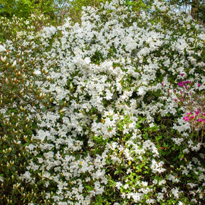Azalea palestrina - Azalea Palestrina - Azalées
