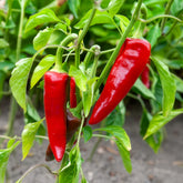 Piment d'Espelette - Gorria - Willemse