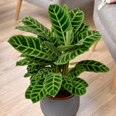 Calathéa zebrina - Calathea zebrina - Plantes d'intérieur