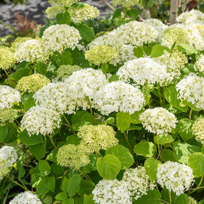 Hortensias - Hortensia Strong Annabelle - Hydrangea arborescens 'strong annabelle'