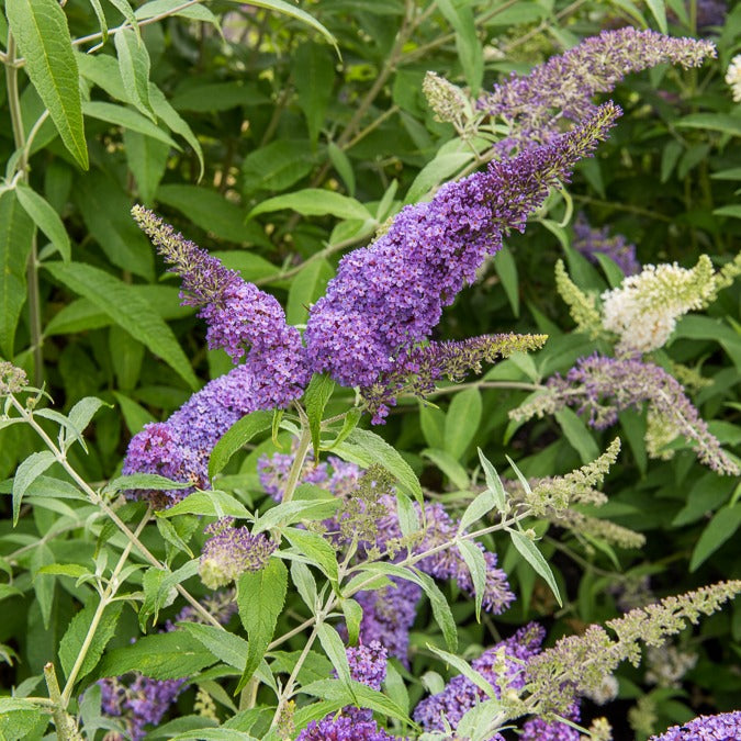 Arbre à papillons Lavender Flow sur tige - Buddleja davidii free petite® 'lavender flow' - Willemse