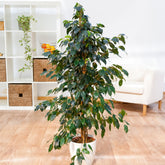 Ficus benjamina Danielle - Willemse