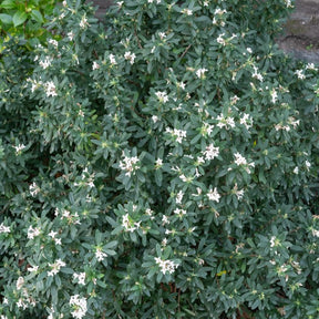 Daphne transatlantica Eternal Fragrance Blafra - Daphne x transatlantica Eternal Fragrance Blafra - Willemse