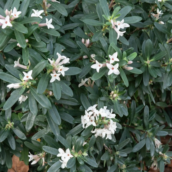 Daphne x transatlantica Eternal Fragrance Blafra - Daphne transatlantica Eternal Fragrance Blafra - Daphne