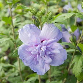 Hibiscus Blue Chiffon - Willemse