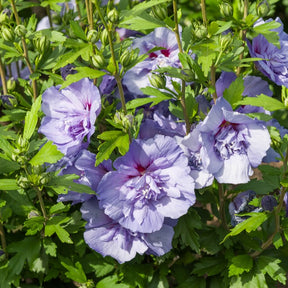 Hibiscus Blue Chiffon - Hibiscus Syriacus Blue Chiffon - Willemse