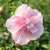 Hibiscus Pink Chiffon - Willemse